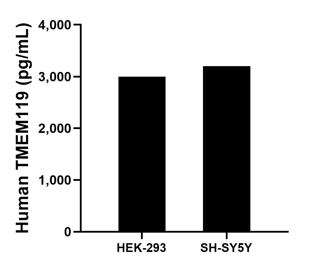 The mean TMEM119 concentration was determined to be 2,998.4 pg/mL in HEK-293 cell extract based on a 1.5 mg/mL extract load and 3,201.6 pg/mL in SH-SY5Y cell extract based on a 1.2 mg/mL extract load. 